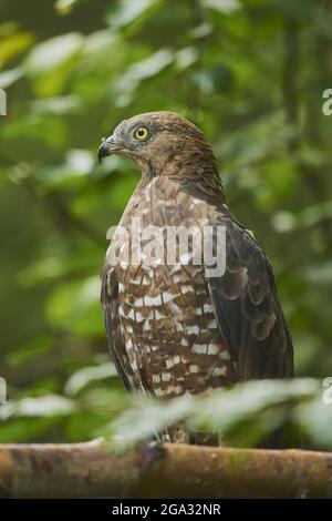 Europäischer Honigbussard (Pernis apivorus) sitzt auf einem Glied, gefangen, Nationalpark Bayerischer Wald; Bayern, Deutschland Stockfoto