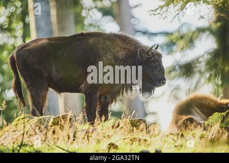 Europäischer Wisent (Bison bonasus) auf einer Waldlichtung, Nationalpark Bayerischer Wald; Bayern, Deutschland Stockfoto