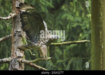 Europäischer Honigbussard (Pernis apivorus), der auf einem Baum thront und seine Flügel flatternd, gefangen, Nationalpark Bayerischer Wald; Bayern, Deutschland Stockfoto