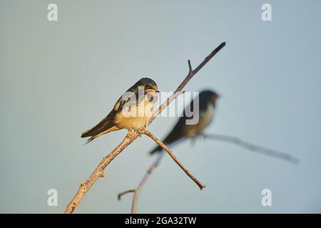 Zwei Schwalbenschwänze (Hirundo rustica) auf einem Ast; Bayern, Deutschland Stockfoto