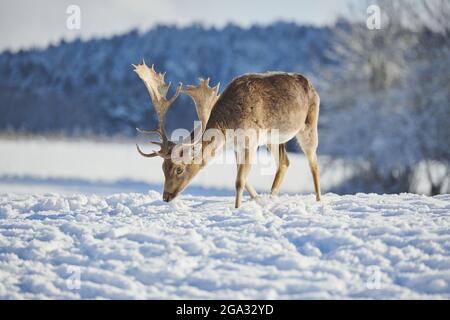 Damhirschbock (Dama dama) auf einer verschneiten Wiese; Bayern, Deutschland Stockfoto