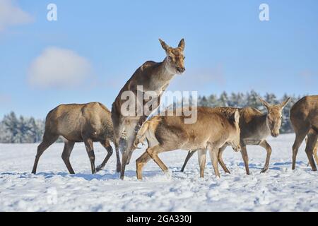 Rotwild (Cervus elaphus) kämpft auf einer verschneiten Wiese; Bayern, Deutschland Stockfoto