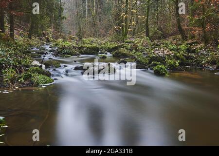 Ein Bach, der durch den Wald im Naturschutzgebiet Hollental, Bayerischer Wald, Bayern, Deutschland fließt Stockfoto