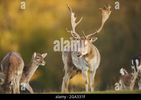 Damwild (Dama dama) auf einer Wiese, gefangen; Bayern, Deutschland Stockfoto