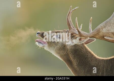 Damwild (Dama dama) Buck Portrait mit Atem in der Luft, gefangen; Bayern, Deutschland Stockfoto