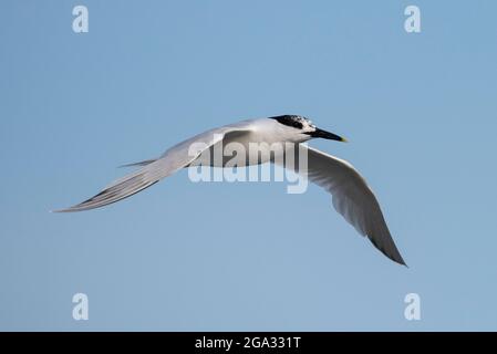 Sandwich Tern (Sterna sandvicensis) im Flug mit einem Fisch, Anglesey, Wales. Stockfoto