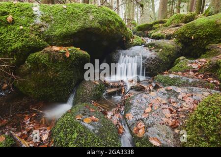 Ein Bach, der durch den Wald im Naturschutzgebiet Hollental, Bayerischer Wald, Bayern, Deutschland fließt Stockfoto