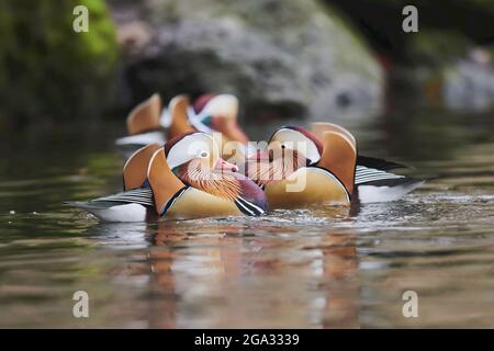 Zwei Männchen der Mandarinente (Aix galericulata) streiten sich auf einem See; Bayern, Deutschland Stockfoto