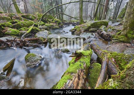 Ein Bach, der durch den Wald im Naturschutzgebiet Hollental fließt; Bayern, Deutschland Stockfoto