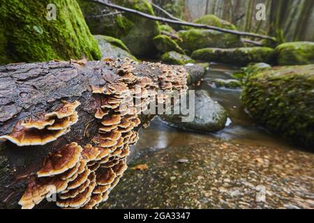Polyporepilz oder putenschwanz (Trametes versicolor) auf einem Baumstamm im Naturschutzgebiet Hollental, Bayerischer Wald; Bayern, Deutschland Stockfoto