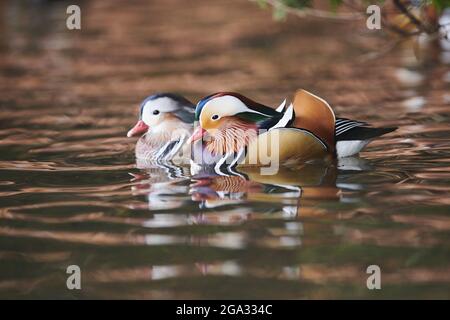 Zwei Männchen der Mandarinente (Aix galericulata) schwimmen auf einem See; Bayern, Deutschland Stockfoto