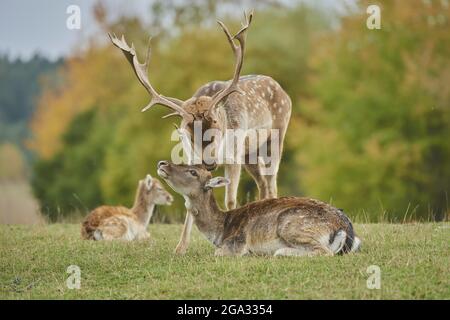 Damhirsch (Dama dama) auf einer Wiese, gefangen; Bayern, Deutschland Stockfoto