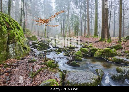 Ein Bach, der durch den Wald im Naturschutzgebiet Hollental fließt; Bayern, Deutschland Stockfoto