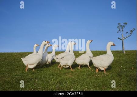 Hausgänse (Anser anser domesticus) auf einer Wiese, gefangen; Bayern, Deutschland Stockfoto