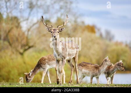 Damwild (Dama dama) auf einer Wiese, gefangen; Bayern, Deutschland Stockfoto