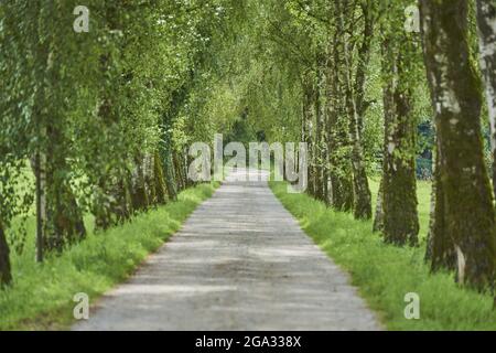 Weg durch alte Silberbirke, warzendes Birken oder europäische weiße Birke (Betula pendula) Bäume; Bayern, Deutschland Stockfoto