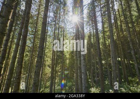 Norwegen Fichtenwald (Picea abies); Krimmel, Salzburg, Österreich Stockfoto