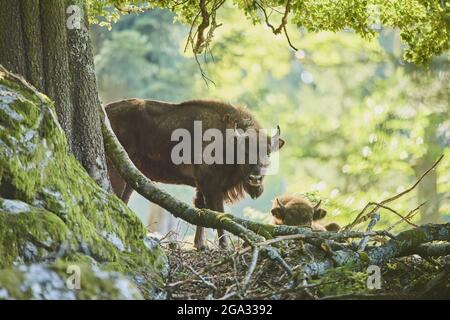 Europäischer Wisent (Bison bonasus) auf einer Waldlichtung, Nationalpark Bayerischer Wald; Bayern, Deutschland Stockfoto