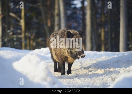 Wildschwein (Sus scrofa) im Winter im Wald, Nationalpark Bayerischer Wald; Bayern, Deutschland Stockfoto