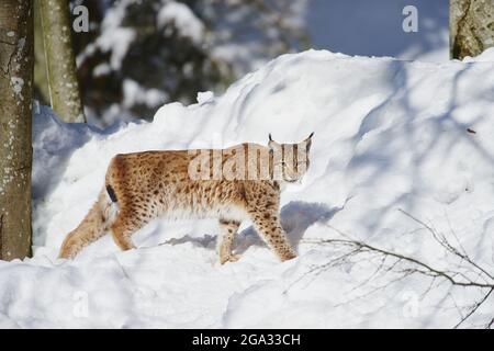 Eurasischer Luchs (Luchs) im Winter im Wald, Nationalpark Bayerischer Wald; Bayern, Deutschland Stockfoto