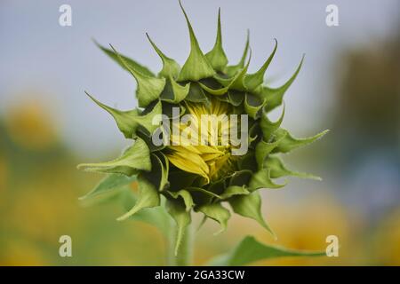 Sonnenblumenblüte (Helianthus annuus); Bayern, Deutschland Stockfoto
