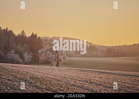 Sonnenaufgang über einer gefrorenen Wiese und Wald, Bayerischer Wald; Bayern, Deutschland Stockfoto
