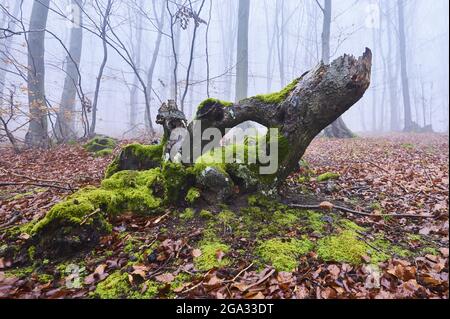 Nahaufnahme eines moosigen Baumstumpels in einem nebligen Buchenwald (Fagus sylvatica), kleine Fatra, Karpaten; Horna Suca, Slowakei Stockfoto