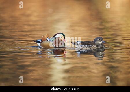 Mandarinente (Aix galericulata), ein Paar, das auf einem See schwimmend ist; Bayern, Deutschland Stockfoto