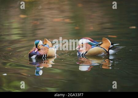 Mandarinente (Aix galericulata) Männchen schwimmen auf einem See; Bayern, Deutschland Stockfoto