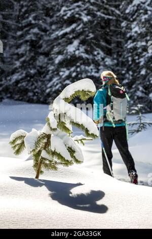 Ein schneebedeckter immergrüner Baum, der einen Schatten auf eine Schneebank wirft, mit einer weiblichen Skilanglauferin im Hintergrund und schneebedeckten Bäumen, Banff Nati... Stockfoto