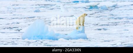 Panorama eines Eisbären (Ursus maritimus) klettert einen Eisberg für eine Ansicht; Svalbard, Norwegen Stockfoto