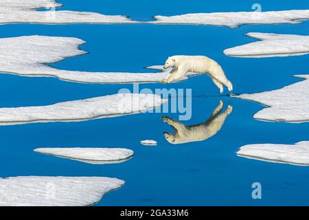 Eisbär (Ursus maritimus) springt über schmelzendes Packeis mit blauen Wasserbecken; Svalbard, Norwegen Stockfoto