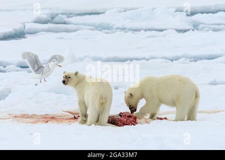 Eisbärenjungen (Ursus maritimus) aus dem zweiten Jahr, die sich auf Packeis eine Mahlzeit teilen und mit Flügeln aus der Eismöwe (Larus hyperboreus) landeten (Larus hyperboreus) Stockfoto