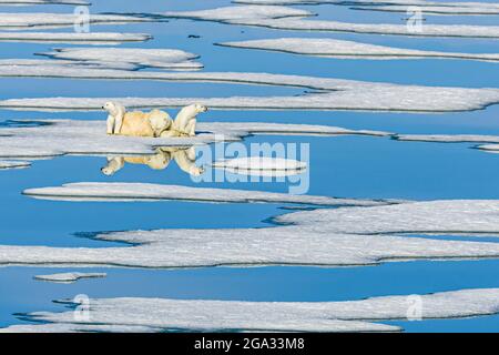 Blaue Wasserbecken, Eisbär (Ursus maritimus) mit Jungen auf schmelzendem Packeis; Svalbard, Norwegen Stockfoto