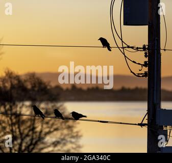 Silhouettierte Vögel thronten bei einem goldenen Sonnenaufgang auf einer Stromleitung mit dem Meer und der Küste im Hintergrund Stockfoto