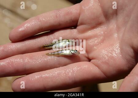 Forellenbarsch (Micropterus salmoides) und gelben Barsch (Perca flavescens) Babys in einer feuchten Hand; New York, Vereinigte Staaten von Amerika Stockfoto