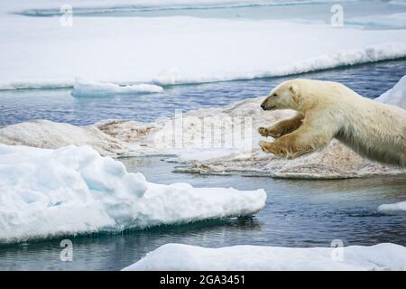 Eisbär (Ursus maritimus) springt zwischen Eisschollen in der Hinlopenstraße. Teil 3 einer Serie von 4 Bildern; Svalbard, Norwegen Stockfoto