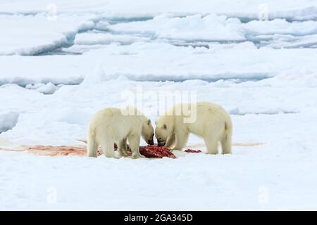 Eisbärenjungen (Ursus maritimus) aus dem zweiten Jahr, die auf Packeis essen; Svalbard, Norwegen Stockfoto