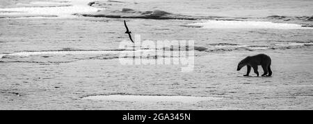 Schwarz-Weiß-Panoramabild eines Eisbären (Ursus maritimus), der mit NordFulmar (Fulmarus glacialis) im Flug über Packeis läuft, Himl... Stockfoto