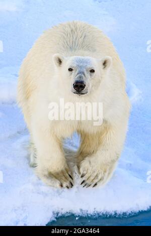 Neugieriger Eisbär (Ursus maritimus) auf nahestehend; Spitzbergen, Norwegen Stockfoto