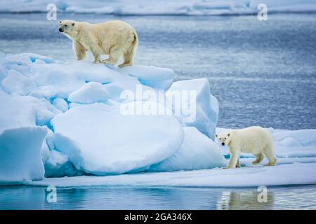 Eisbärmutter und Junges (Ursus maritimus) klettern auf Eisscholle; Spitzbergen, Norwegen Stockfoto
