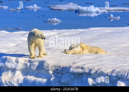 Eisbärmutter und Jungtiere (Ursus maritimus) auf dem Eisberg, Hinlopenstraße; Svalbard, Norwegen Stockfoto