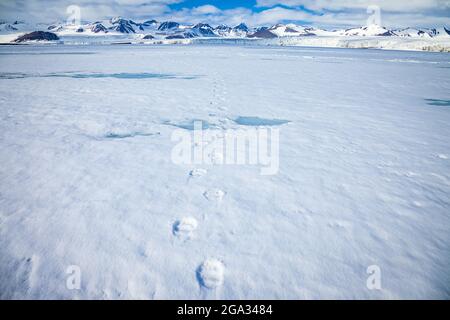 Eisbären (Ursus maritimus) auf Packeis, Horsund Fjord; Svalbard, Norwegen Stockfoto