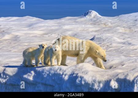 Eisbärmutter und Jungtiere (Ursus maritimus) auf dem Eisberg, Hinlopenstraße; Svalbard, Norwegen Stockfoto