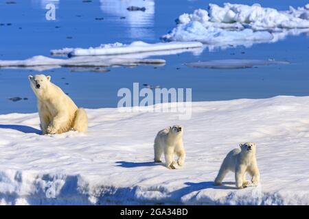 Eisbärmutter und Jungtiere (Ursus maritimus) auf dem Eisberg, Hinlopenstraße; Svalbard, Norwegen Stockfoto
