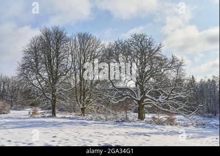 Kastanienhain und Wald mit verschneiten Bäumen im Winter; Spessart, Bayern, Deutschland Stockfoto