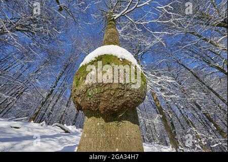 Baum mit Grat im Winter im Wald; Spessart, Bayern, Deutschland Stockfoto