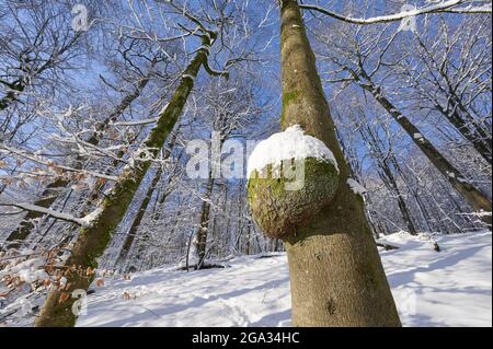 Baum mit Grat im Winter im Wald; Spessart, Bayern, Deutschland Stockfoto