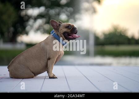 Selektive Fokusaufnahme einer weißen französischen Bulldogge, die in einem Park auf dem Boden sitzt Stockfoto