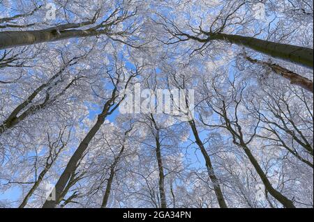 Blick auf die frostigen Baumkronen und den blauen Himmel im Winter in einem Buchenwald, Wasserkuppe, Rhongebirge; Gersfeld, Hessen, Deutschland Stockfoto